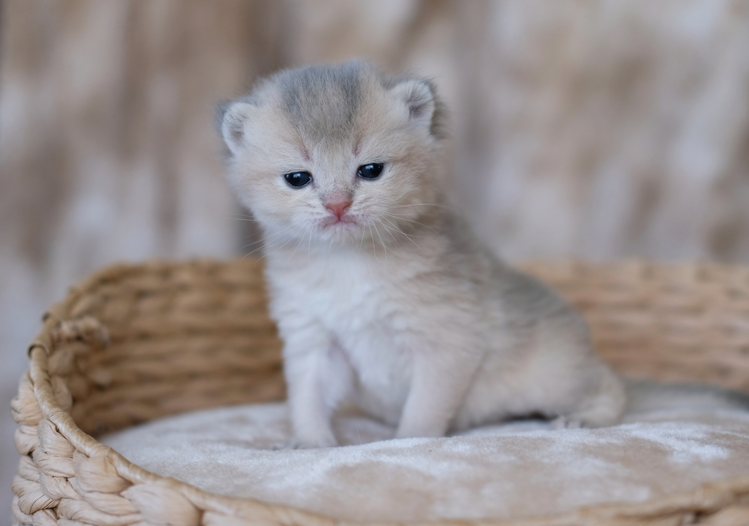 British Shorthair Longhair Cats Kittens