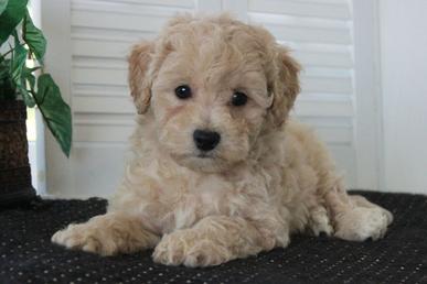 poochon puppy for sale