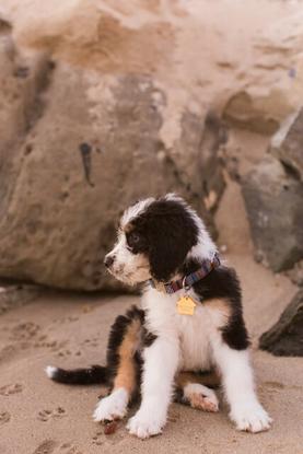 F1 Bernedoodle Puppy beach