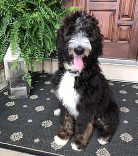 Sable and hot sale white bernedoodle