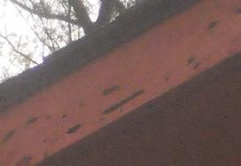 Carpenter Bee Damage