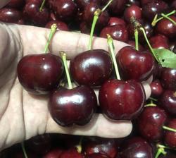 Bán Cherry Canada Tại Hà Nội