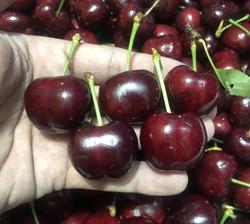 Cherry Canada bán tại Hà Nội