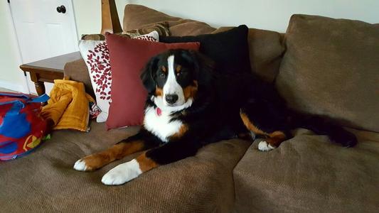 Tricolor Bernese Female Dog Utah Bernedoodles