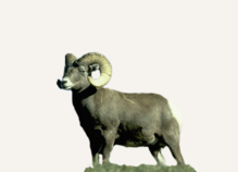 Hunting Big Horn Sheep Oregon