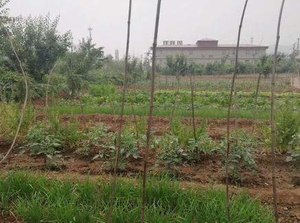 hongdefa small farm near maize milling workshop