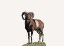 Hunting Mouflon Spain