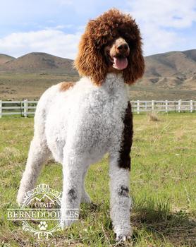 standardpoodle