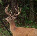 Kentucky deer hunting