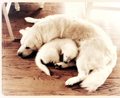 English Cream Golden Retrievers