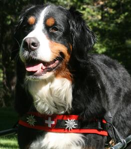 Bernese mountain dog outlet cart harness