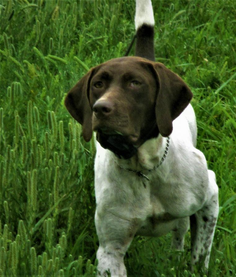 German Shorthaired Pointers For Sale Muddy Creek Kennel Home