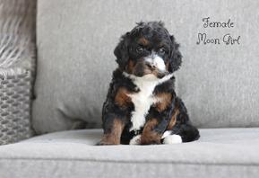 Trained older puppy
