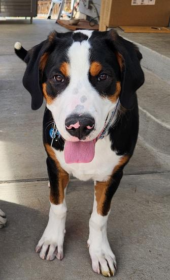 Cornerstone greater sale swiss mountain dogs