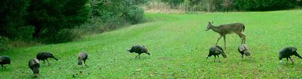 Kentucky Turkey Outfitter