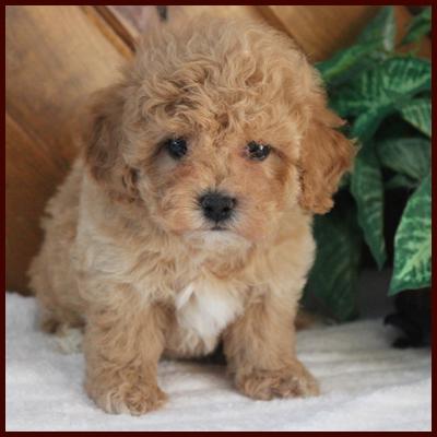 Rolling Meadows Puppies - Poochon Puppies for Sale, Poochon Puppies