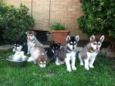 does the alaskan malamute grow big