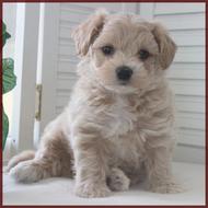 maltipoo puppies for sale