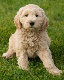 California Goldendoodles