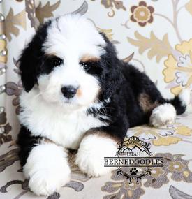 availablebernedoodlepuppies