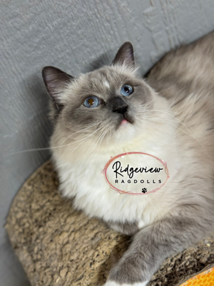 Ragdoll Kittens for sale