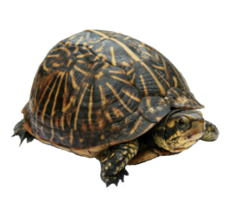 Box Turtles (Terrapene)