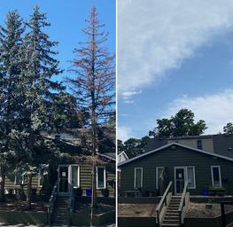 commercial removal, dying spruce trees