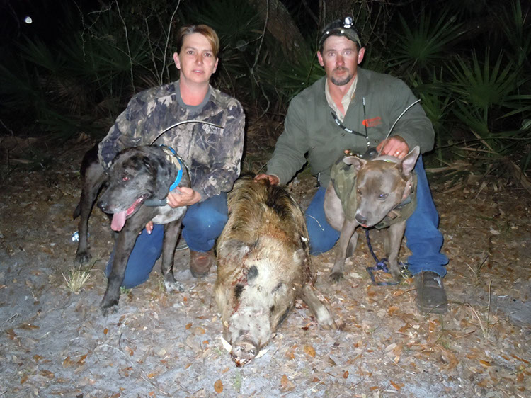 wild boar hunting with dogs