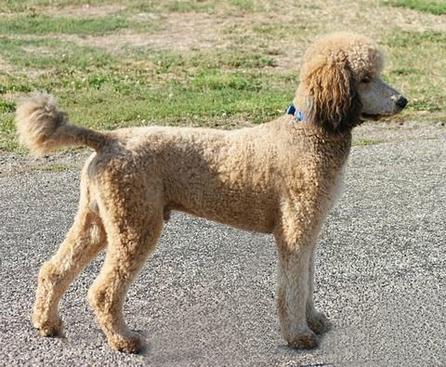 sable phantom standard poodle