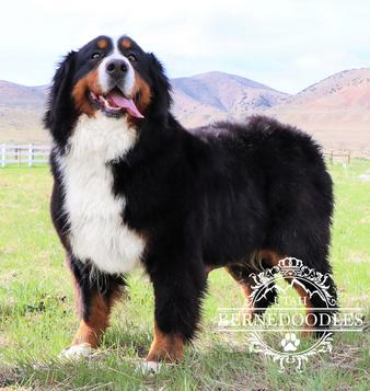 Bernese Mountain Dog