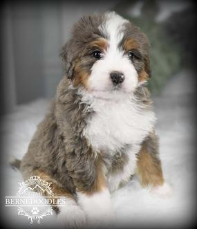 Merle Bernedoodle Puppies