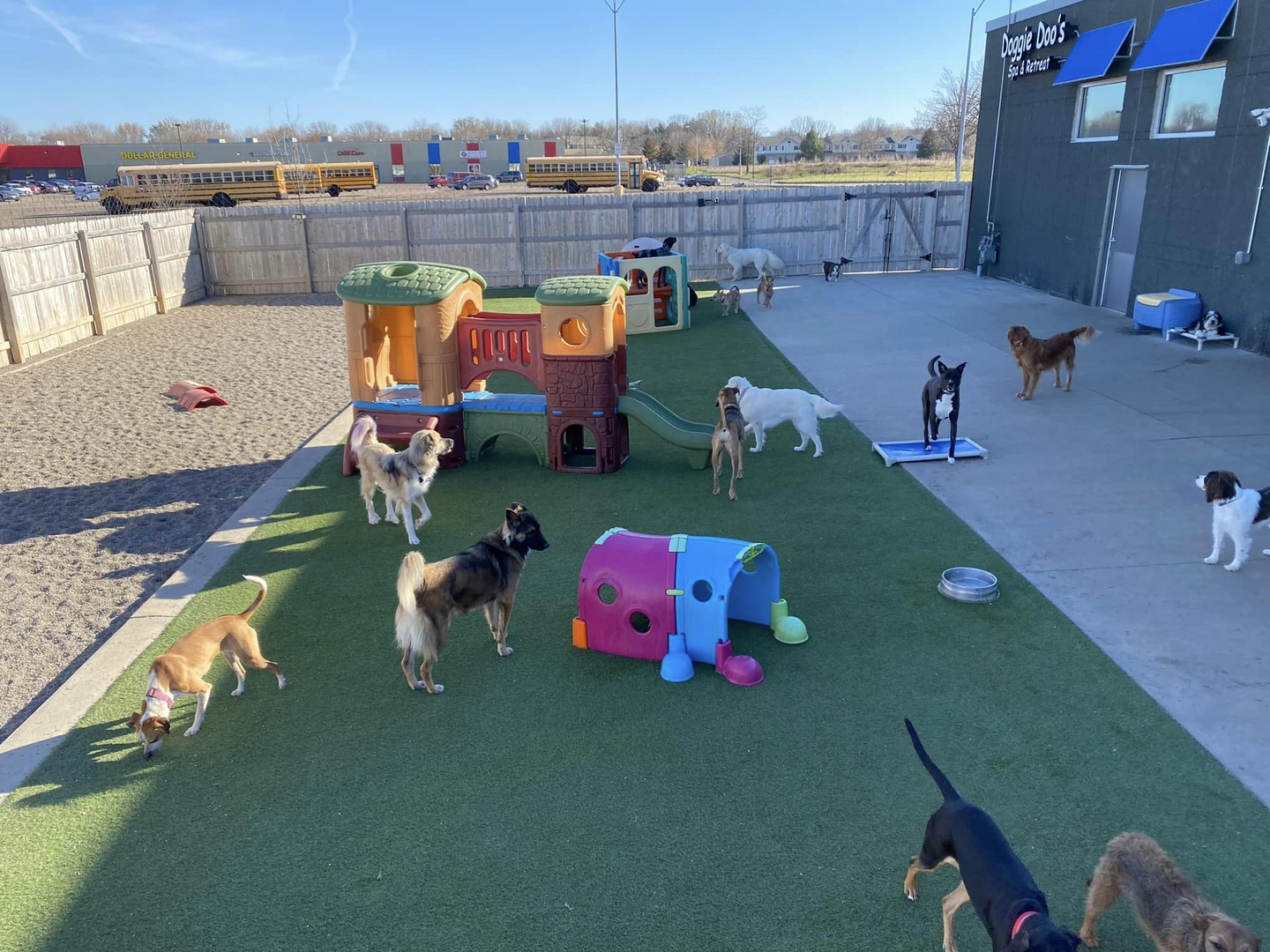 Dog daycare 2024 near me