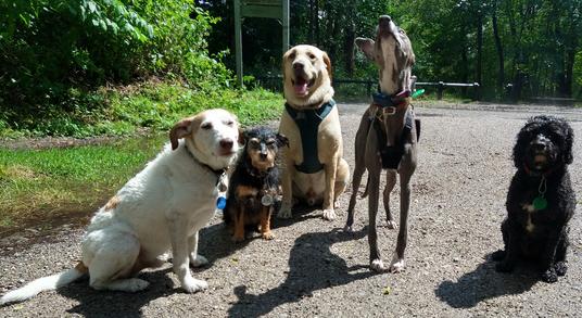 Group dog walk Dog Walking Parks near me