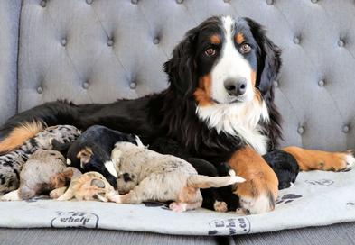 BarbieTricolor Bernese