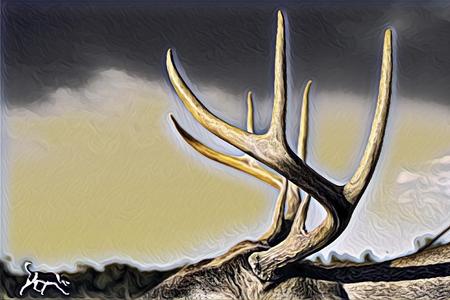 Whitetail Photograph enhanced