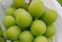 hoa quả nhập khẩu Hà Nội, giỏ hoa quả nhập khẩu Ngọc Châu fruits