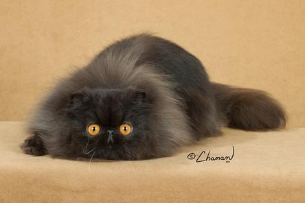 Alove4paws - Exotic Shorthair Kittens, Exotic Shorthair