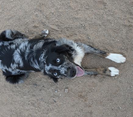 Australian Shepherd puppies for sale