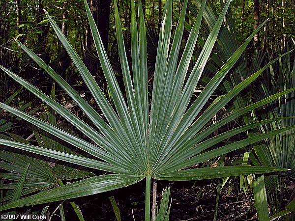 Dwarf palmetto deals