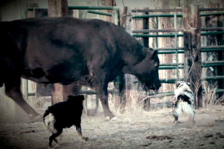 herding dog