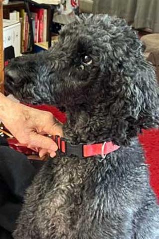 Black standard best sale poodle rescue