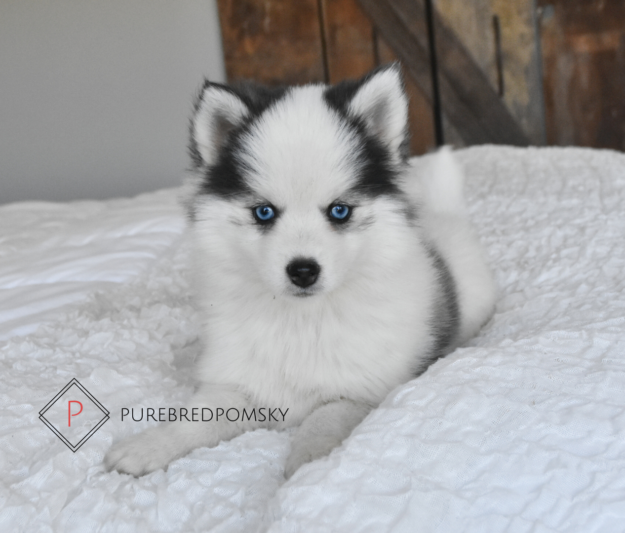 is a pomsky a registered breed