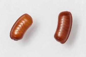 oothecae cockroach egg sacks