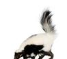 A skunk representing our odor removal services in Pinellas County