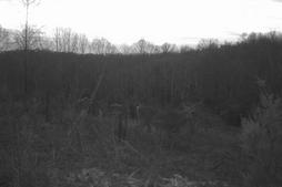 Kentucky whitetail hunts