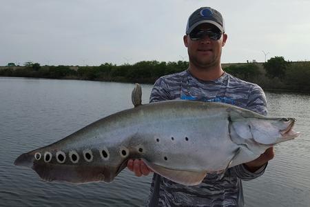 swamp to sea client with florida clown knifefish
