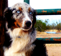 gorgeous australian shepherds