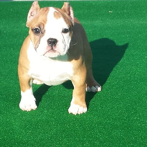 Shorty bull best sale puppies for sale