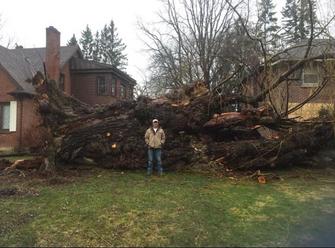 Storm damage, fallen willow tree, arborist standing in front, dundas tree services