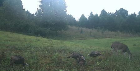 turkey hunting in Kentucky